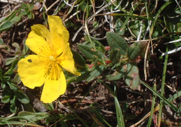 Altro fiore giallo: Helianthemum nummularium